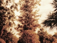 img-ptm-40